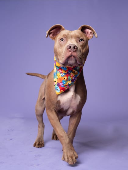 Photo of El Debarge, adoptable dog in Atlanta, Georgia