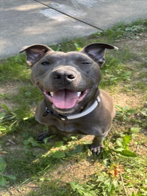Photo of Hielo, adoptable American Pit Bull Terrier in Derwood, Maryland