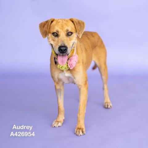 Photo of Audrey, adoptable Labrador Retriever in Conroe, Texas
