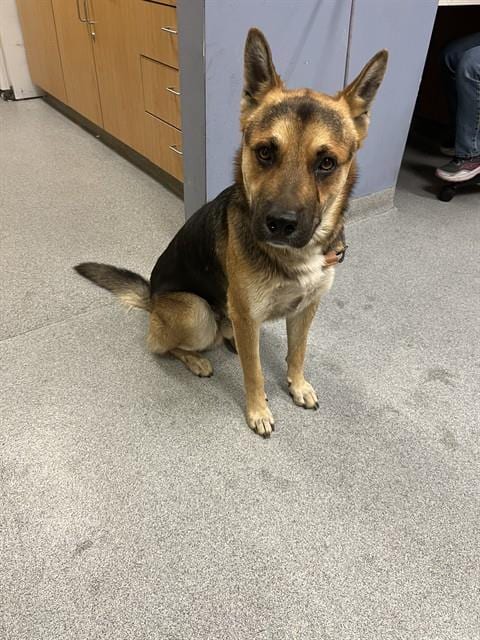 Photo of Thunder, adoptable German Shepherd Dog in Orange, California