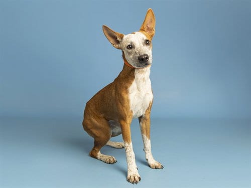 Photo of Daffodil, adoptable Australian Cattle Dog/Blue Heeler in Phoenix, Arizona