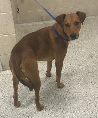 Photo of Cain, adoptable Labrador Retriever in Conroe, Texas