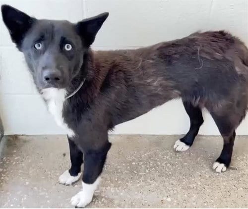 Photo of Jasmine, adoptable Border Collie in Houston, Texas