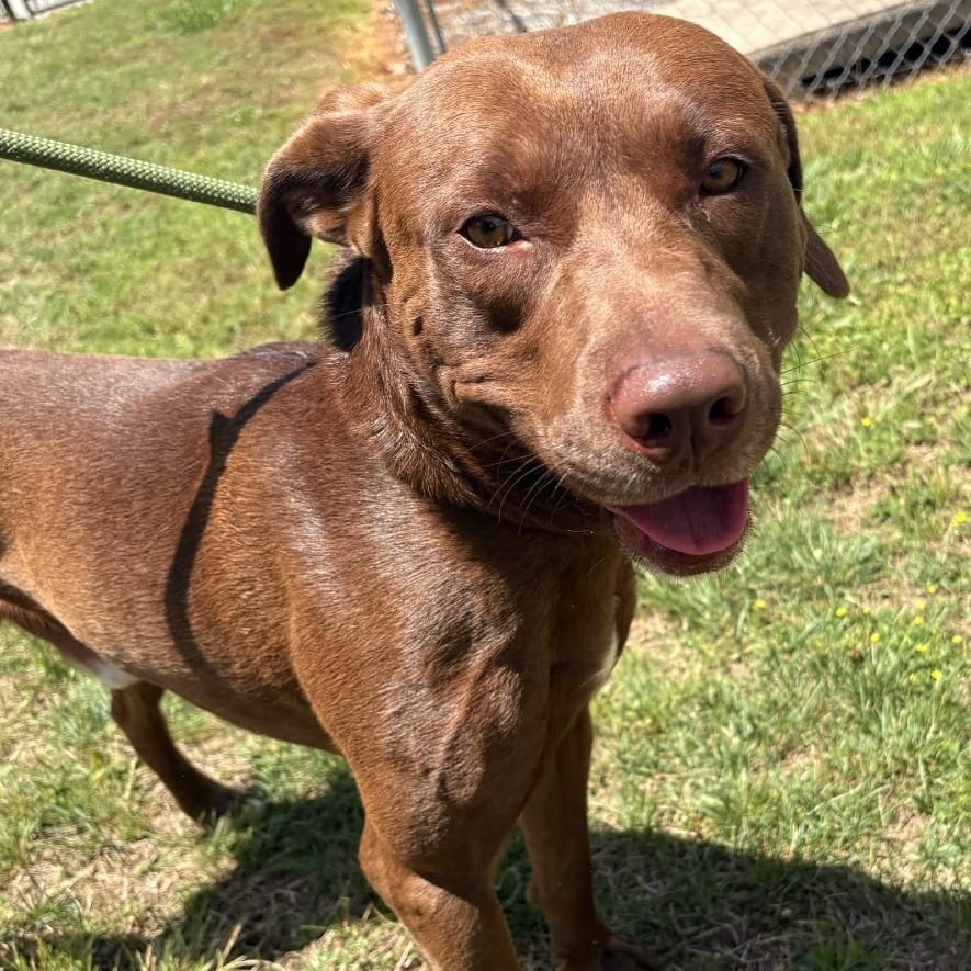 Photo of Wanderer / Wonderful🐾, adoptable Mixed Breed (Large) in Spartanburg, South Carolina