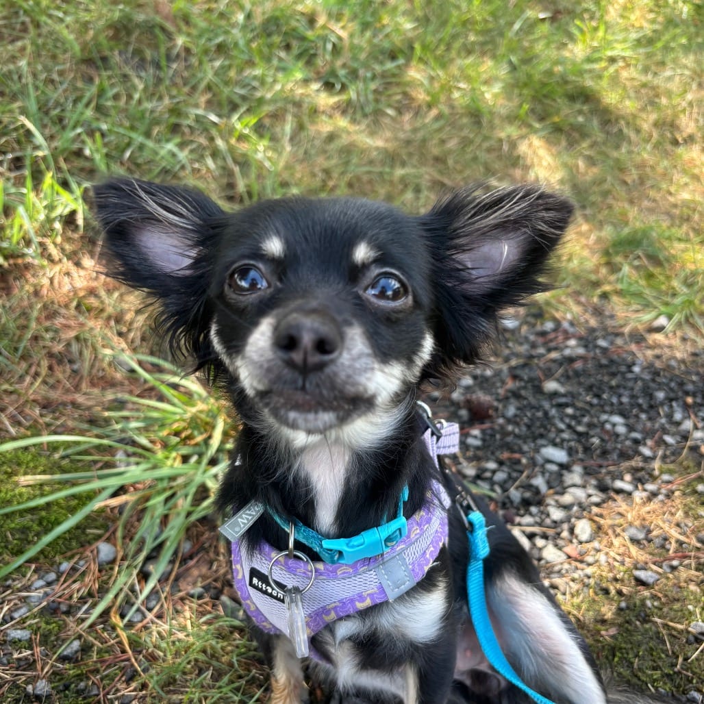Photo of Misha, adoptable Terrier, Yorkshire, Yorkie / Chihuahua in Fairfax Station, Virginia