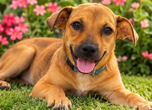 Photo of Lola, adoptable Terrier in Margate, Florida