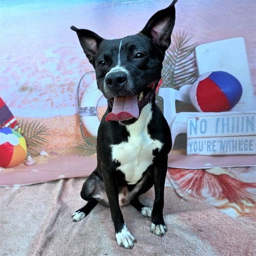 Photo of Sully, adoptable Pit Bull Terrier in Long Beach, California