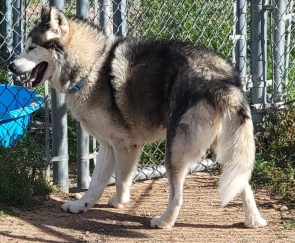 Photo of Fritz, adoptable Mixed Breed in Santa Fe, New Mexico