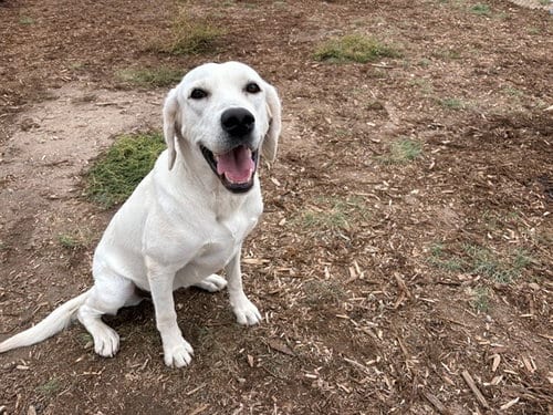 Photo of Navy, adoptable Labrador Retriever in Denver, Colorado