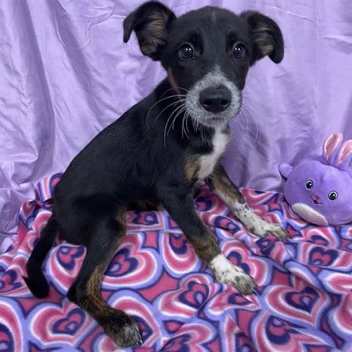 Photo of A615134, adoptable Australian Cattle Dog/Blue Heeler in Modesto, California