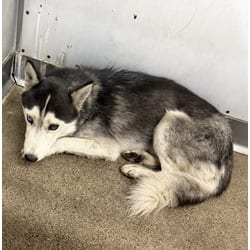 Photo of Kenny Rogers, adoptable Husky in San Bernardino, California