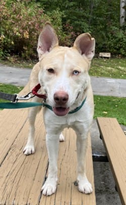 Photo of Elliot, adoptable dog in Auburn, Washington
