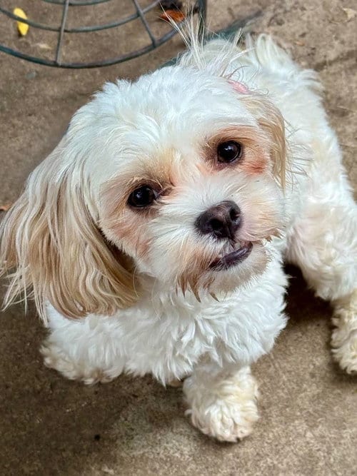 Photo of Tootie, adoptable Shih Tzu in Buffalo, New York