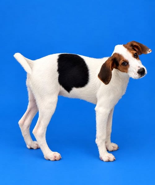Photo of Jolene, adoptable Beagle in Westminster, Maryland