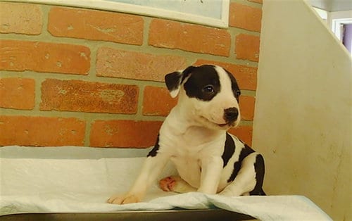 Photo of Zoe, adoptable Staffordshire Bull Terrier in Houston, Texas