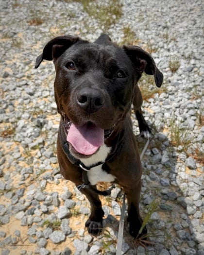 Photo of Brownie, adoptable dog in Atlanta, Georgia