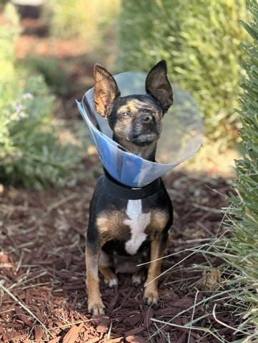 Photo of Lefty, adoptable Chihuahua in San Martin, California