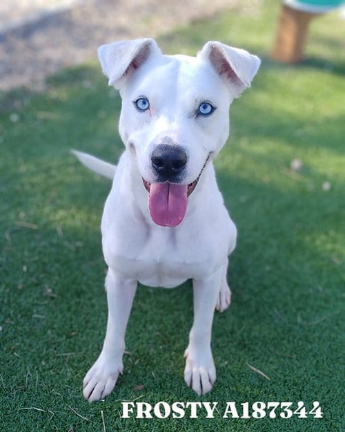 Photo of Frosty, adoptable Labrador Retriever in Pasadena, Texas