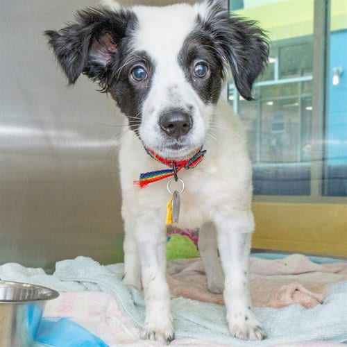 Photo of Congee, adoptable Labrador Retriever in St Louis, Missouri
