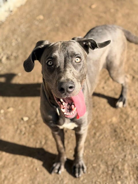 Photo of Bling, adoptable Great Dane in Riverside, California