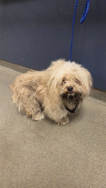 Photo of Reina, adoptable Shih Tzu in Miami, Florida