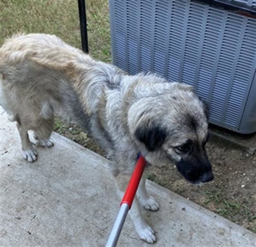 Photo of Serena, adoptable Anatolian Shepherd in Dallas, Texas