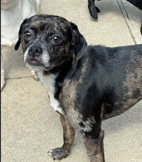 Photo of Daphne, adoptable Pug in Aurora, Illinois