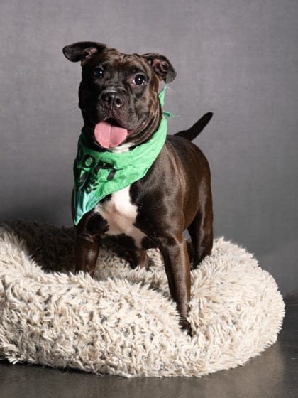 Photo of Starr, adoptable dog in Atlanta, Georgia
