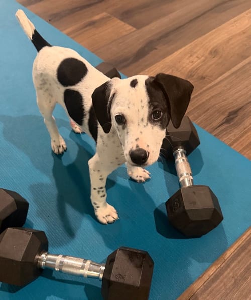 Photo of Oscar, adoptable Cattle Dog in Seattle, Washington