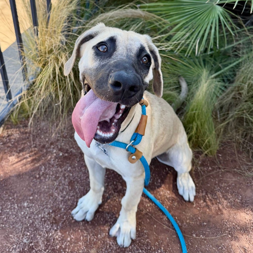 Photo of Poppy, adoptable Shepherd, Anatolian / Mixed Breed (Medium) in Riverside, California