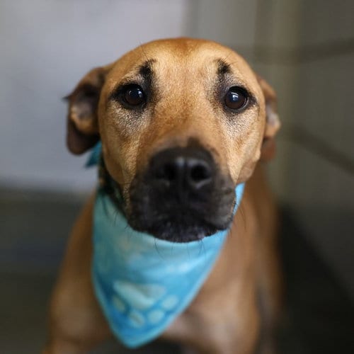 Photo of Groot, adoptable American Staffordshire Terrier in San Antonio, Texas