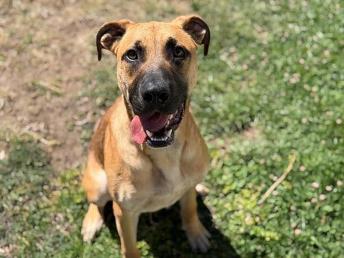 Photo of Buster, adoptable Pit Bull Terrier in Fairfield, California