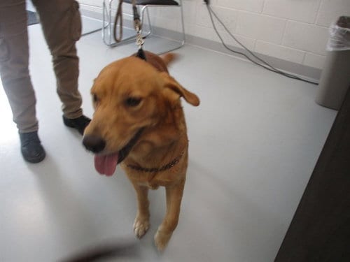 Photo of A390652, adoptable Golden Retriever in Ocala, Florida