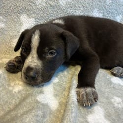 Photo of Gordon, adoptable Shepherd (Unknown Type) Mixed Breed (Medium) in Frederick, Maryland