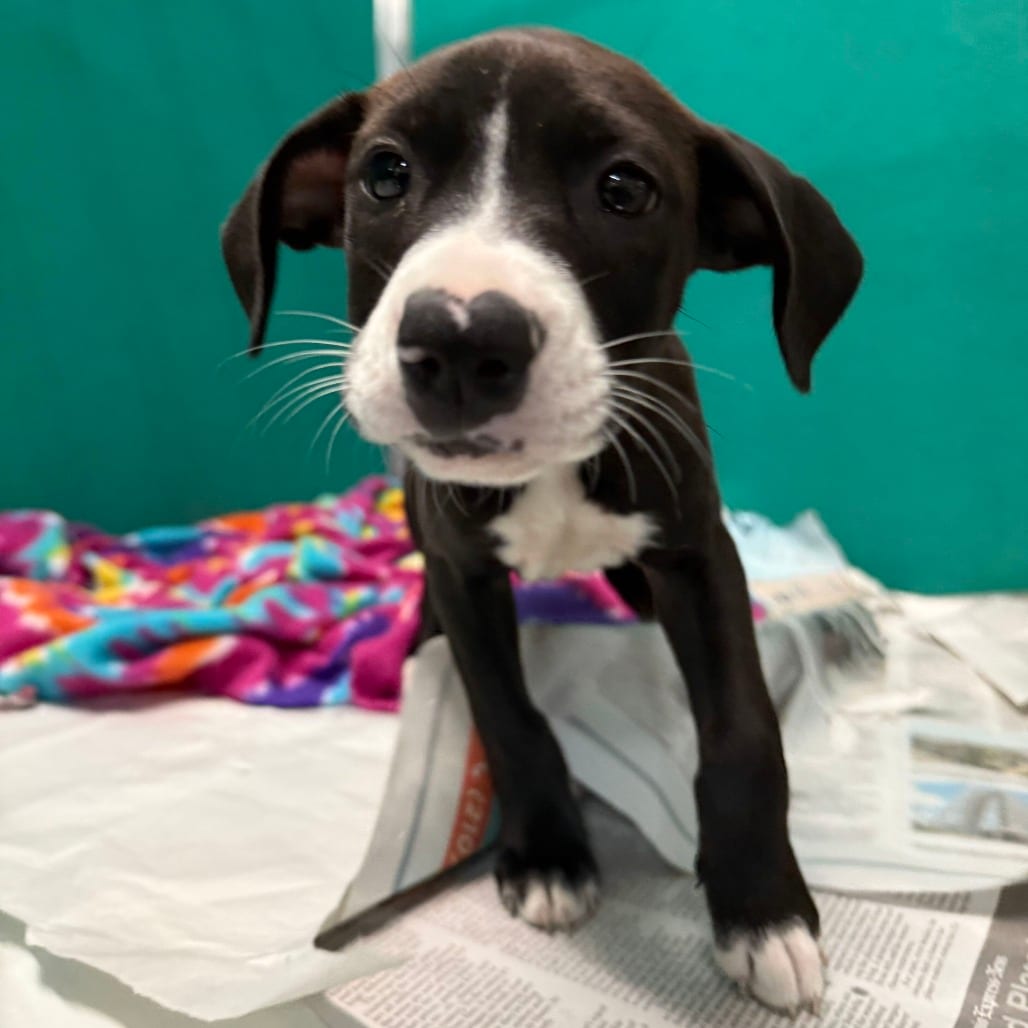 Photo of Moni, adoptable Terrier / Mix in San Antonio, Texas