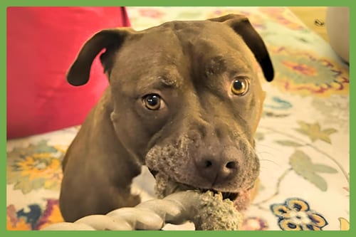 Photo of Brie, adoptable American Pit Bull Terrier in Amherst, Massachusetts