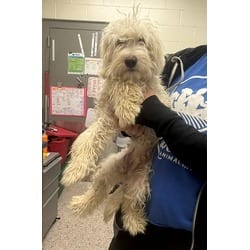 Photo of Persimmon, adoptable Poodle (Miniature) in Brighton, Colorado
