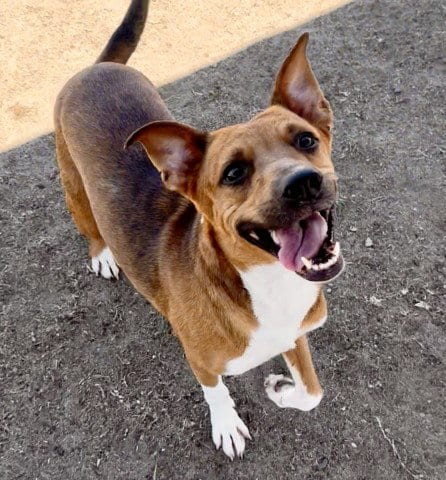 Photo of Elvira, adoptable Staffordshire Bull Terrier in Bakersfield, California
