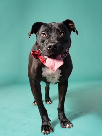 Photo of Jibril, adoptable dog in Atlanta, Georgia