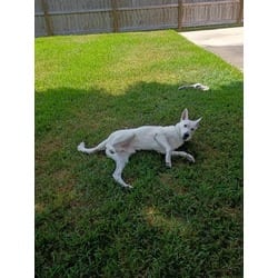 Photo of Miracle Max, adoptable German Shepherd Dog in Baton Rouge, Louisiana