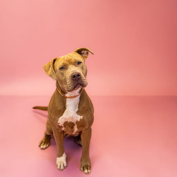 Photo of Miley Hw+, adoptable Pit Bull cross in Lawrenceville, Georgia
