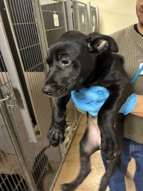 Photo of Yogurt, adoptable Pit Bull Terrier in San Jose, California