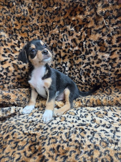 Photo of Mozzi, adoptable Chihuahua in El Centro, California