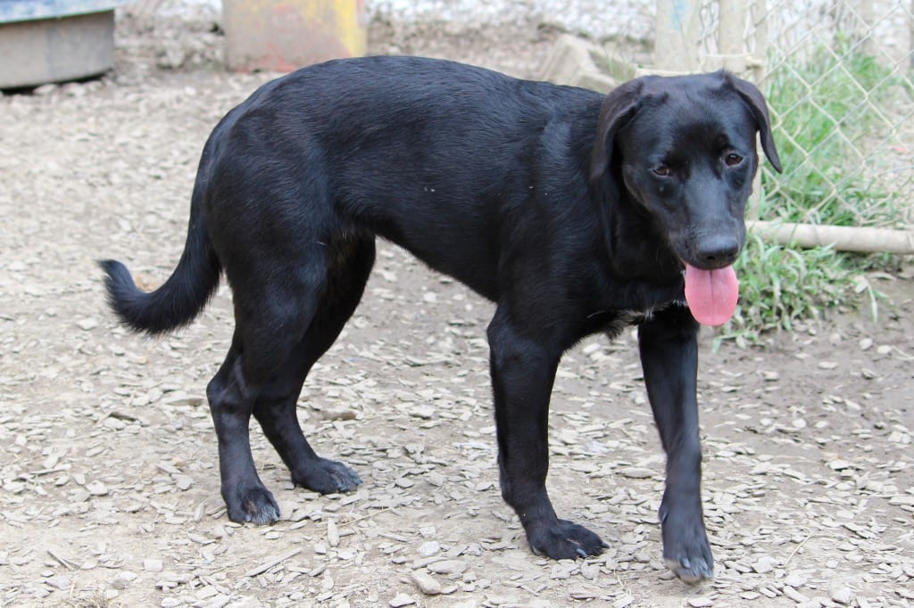 Photo of Nobara, adoptable Mixed Breed in Brazil, Indiana