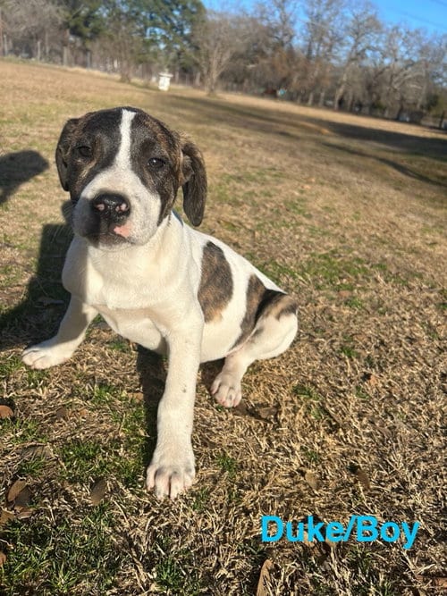 Photo of Duke, adoptable Catahoula Leopard Dog in Gun Barrel City, Texas