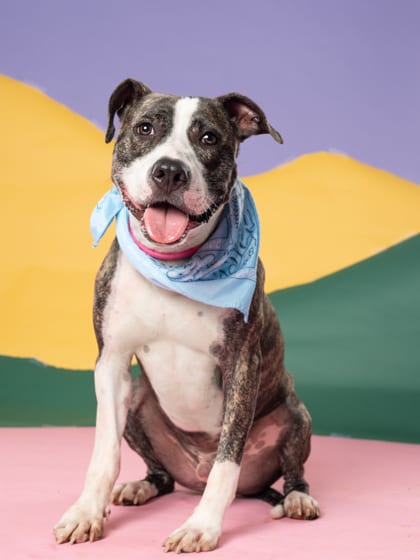 Photo of Falafel, adoptable dog in Atlanta, Georgia