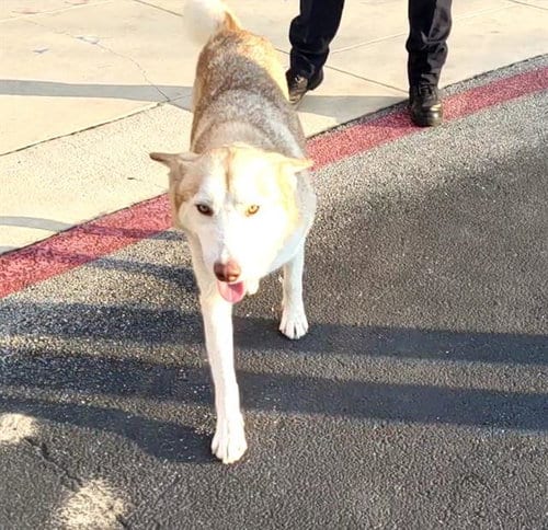 Photo of Lola, adoptable Siberian Husky in San Antonio, Texas