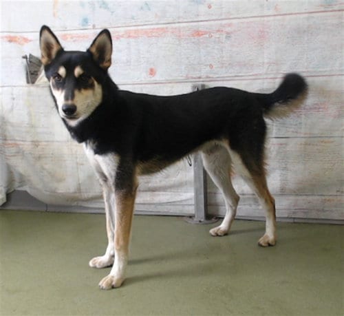 Photo of Stanley, adoptable German Shepherd Dog in San Bernardino, California
