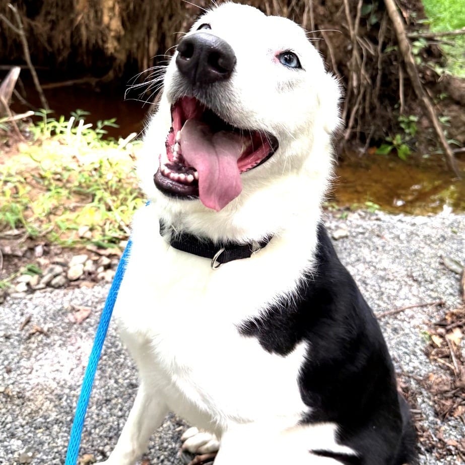 Photo of Ilsa, adoptable Collie, Border in East Hanover, New Jersey