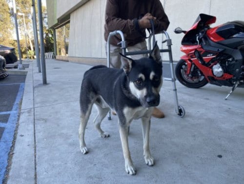 Photo of Mister, adoptable Pit Bull Terrier in Los Angeles, California